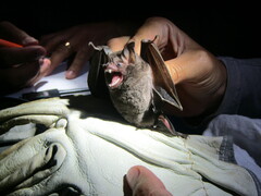 Phyllostomidae