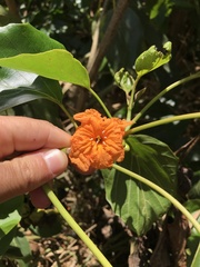 Cordia subcordata
