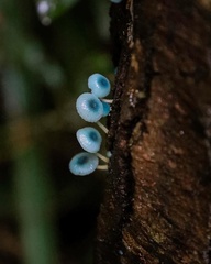Mycena cyanocephala