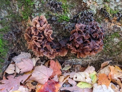 Phaeotremella frondosa