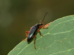 Lepturidea punctulaticollis