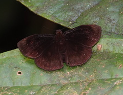 Ebrietas