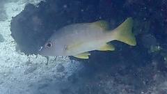 Lutjanus apodus