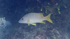 Lutjanus apodus