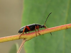 Lepturidea punctulaticollis