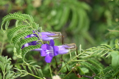 Maurandya barclayana
