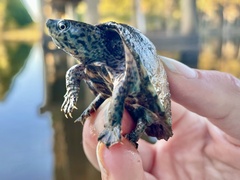 Sternotherus carinatus