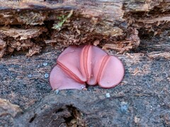 Ascocoryne cylichnium