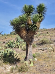 Yucca periculosa
