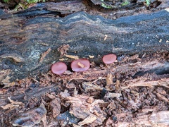 Ascocoryne cylichnium