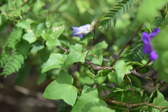 Maurandya barclayana