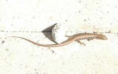 Elgaria multicarinata multicarinata