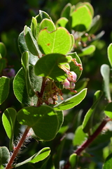 Arctostaphylos sensitiva