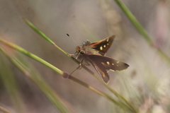 Lon melane vitellina