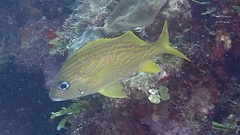 Haemulon flavolineatum