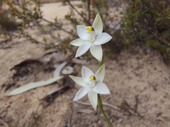 Thelymitra albiflora