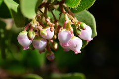 Arctostaphylos sensitiva