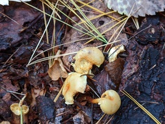 Pholiota lutescens