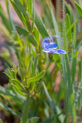 Rotheca hirsuta
