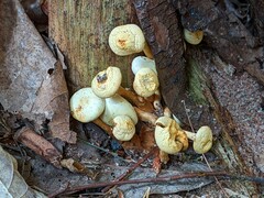 Pholiota lutescens