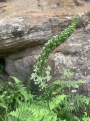 Albuca bracteata