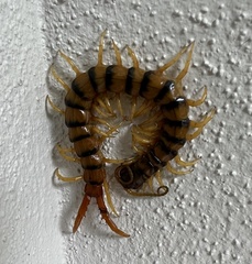 Ethmostigmus rubripes