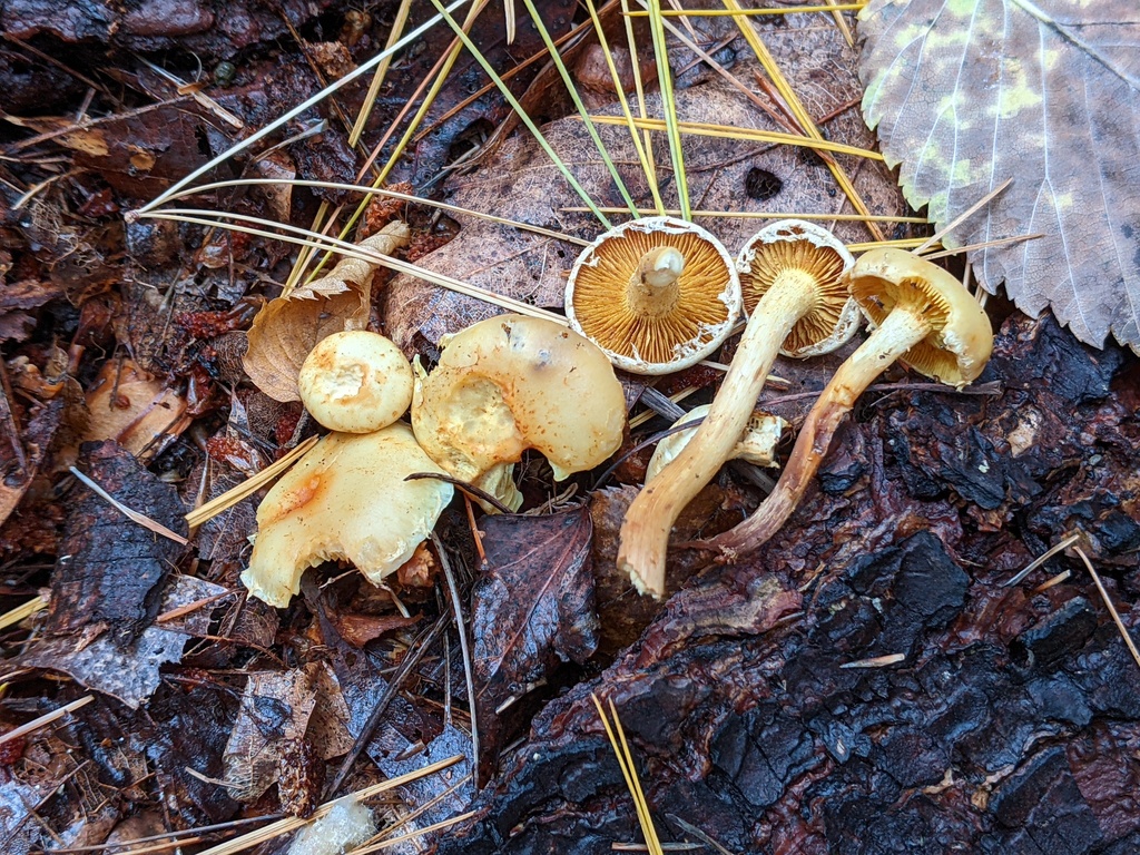 Pholiota lutescens