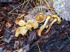 Pholiota lutescens