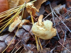 Pholiota lutescens