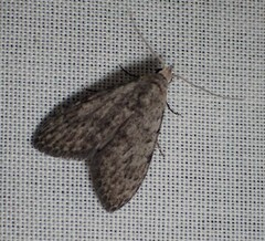 Nola pleurosema