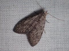 Nola pleurosema