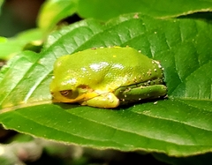 Hyla gratiosa