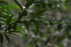 Chlorodrepanis flava