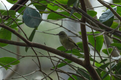 Chlorodrepanis flava
