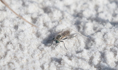 Laphystia texensis