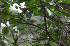 Chlorodrepanis flava