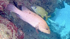 Cephalopholis cruentata