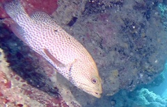 Cephalopholis cruentata