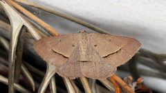 Isturgia penthearia