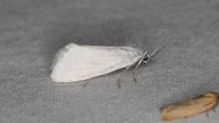 Tipanaea patulella