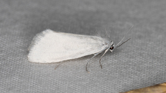 Tipanaea patulella
