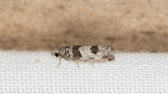 Spilonota constrictana