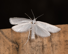 Tipanaea patulella