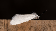 Tipanaea patulella