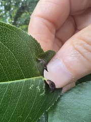 Eriophyes cerasicrumena
