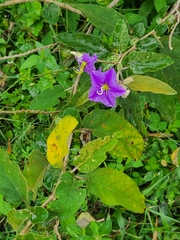 Solanum houstonii