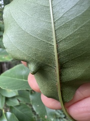 Eriophyes cerasicrumena