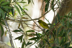 Chlorodrepanis flava