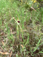 Caladenia