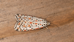 Utetheisa pulchelloides